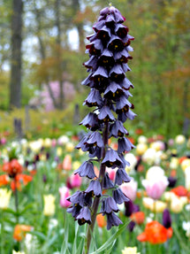 Fritillaria Persica (Persische Glockenlilie)