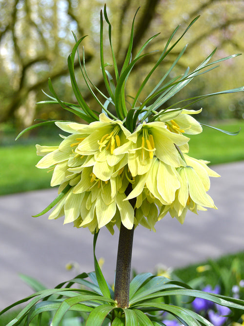 Fritillaria raddeana (Gelbe Kaiserkrone) kaufen