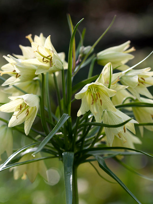 Fritillaria raddeana (Gelbe Kaiserkrone) bestellen