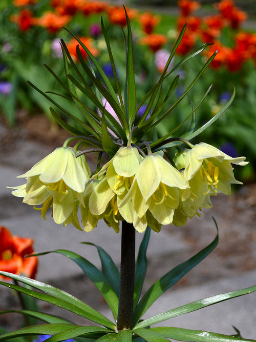 Fritillaria raddeana (Gelbe Kaiserkrone) bestellen