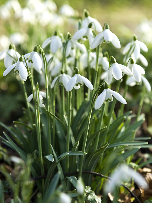 Galanthus elwesii - Blumenzwiebeln