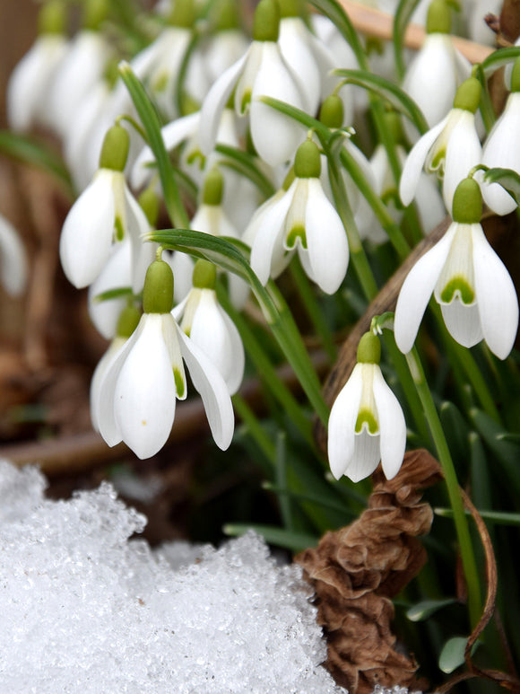 Schneeglöckchen Blumenzwiebeln