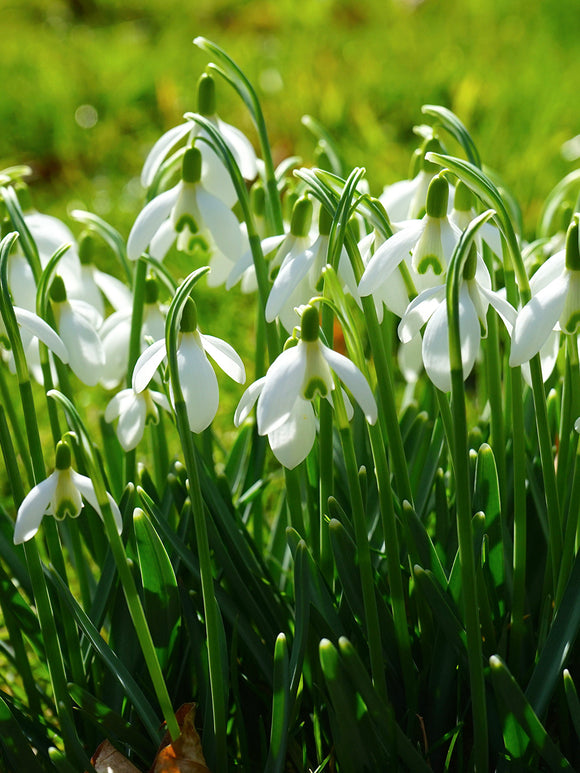 Galanthus elwesii | Pflanzen, Schneeglöckchen, Blumenzwiebeln