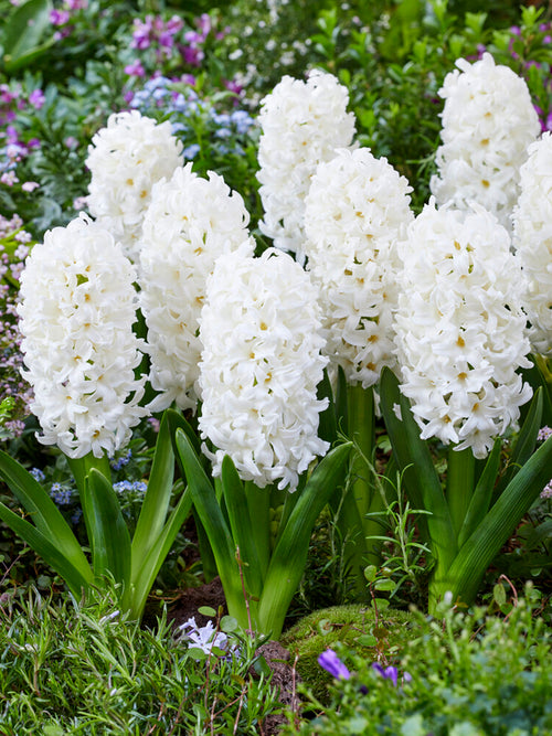 Hyacinth Carnegie weiß Blumenzwiebel