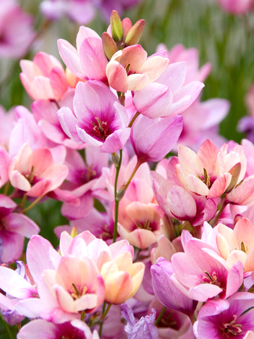 Pinkfarbene Klebschwertel (Ixia) Blumenzwiebeln