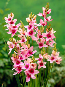 Pinkfarbene Ixia