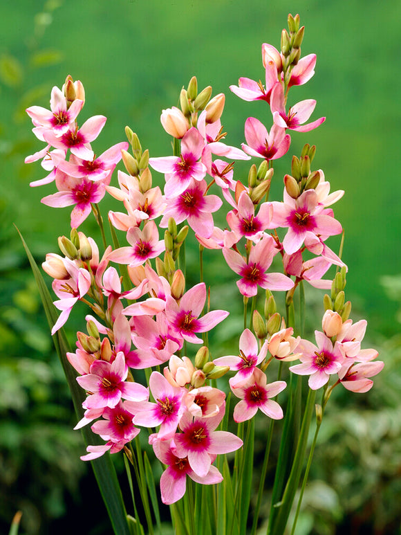 Pinkfarbene Klebschwertel (Ixia) Blumenzwiebeln