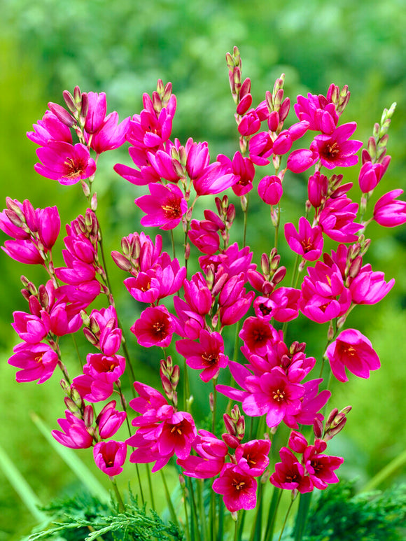 Ixia Purple - Fall Planted Flower Bulbs