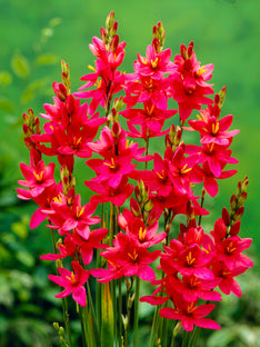 Rote Ixia
