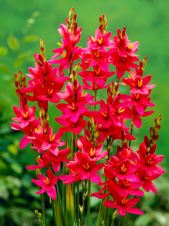 Rote Ixia - Blumenzwiebeln