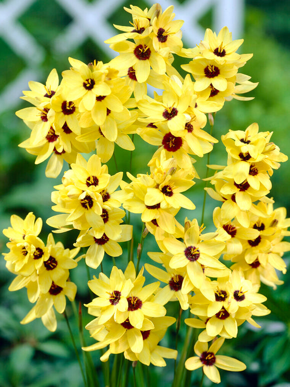 Gelbe Klebschwertel Ixia Blumenzwiebeln