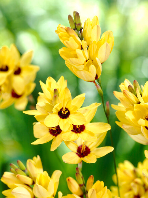 Gelbe Klebschwertel Ixia Blumenzwiebeln