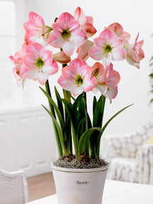 Amaryllis Apple Blossom (Apfelblüte)