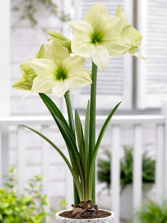 Amaryllis 'Luna' weiß-grün kaufen