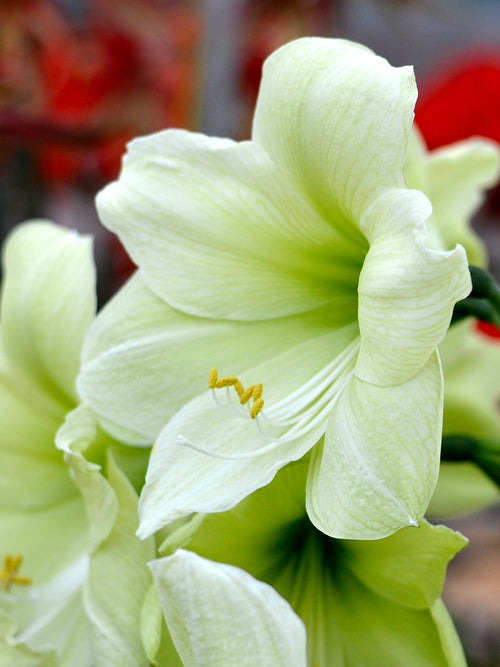 Amaryllis 'Luna' kaufen