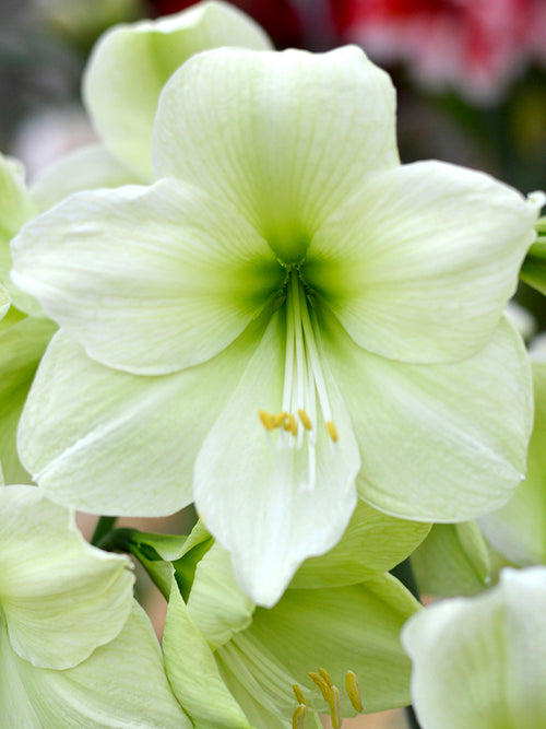 Amaryllis 'Luna' blumenzwiebeln