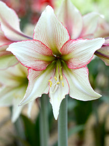 Amaryllis Magic Green