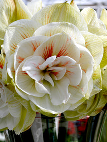 Gefüllte Amaryllis Nymphe