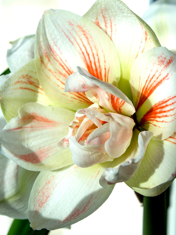 Amaryllis günstig Kaufen - Amaryllis Blumenzwiebeln