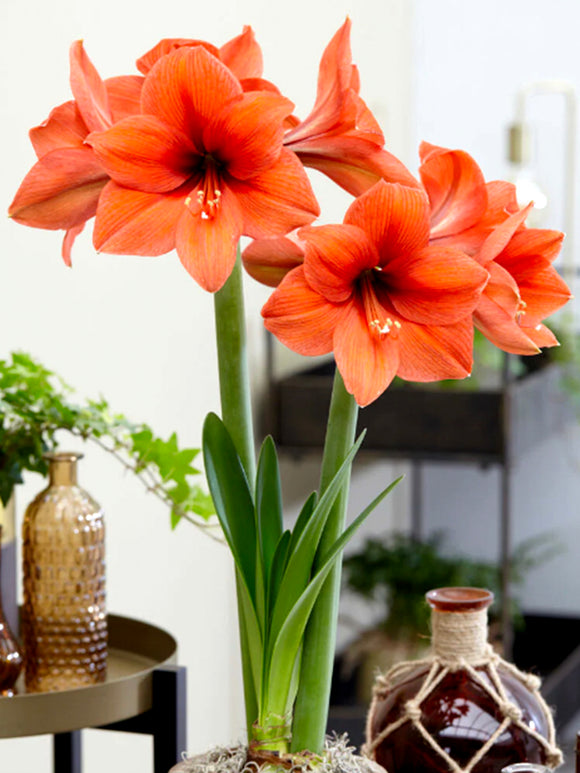 Amaryllis Orange Desire bestellen