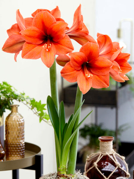 Amaryllis 'Orange Desire' schnell und günstig online kaufen