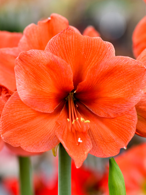 Amaryllis Orange Desire kaufen