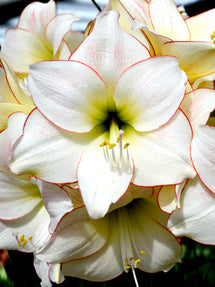 Amaryllis Picotee