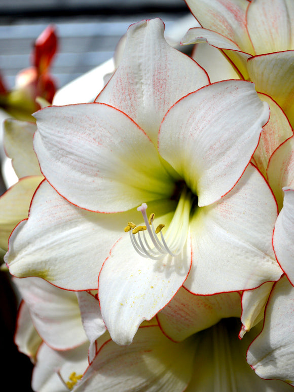 Amaryllis Picotee Blumenzwiebeln