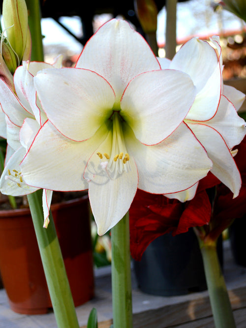 Amaryllis Picotee kaufen