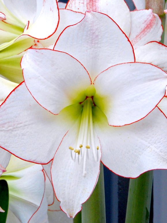 Amaryllis 'Picotee' weiβ kaufen