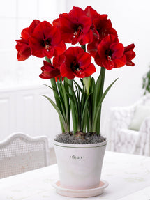 Amaryllis Red Lion (Roter Löwe)