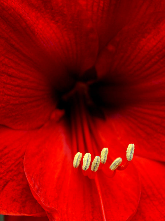 Amaryllis 