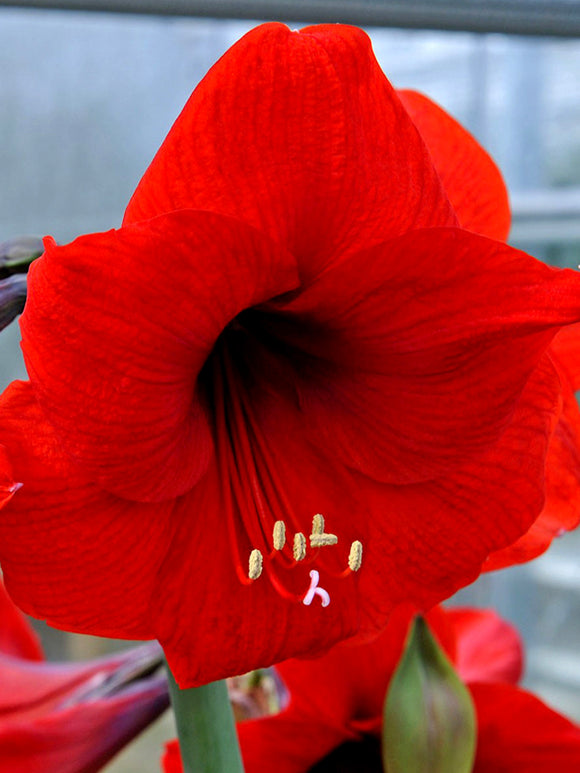 Amaryllis Red Lion schnell und günstig online kaufen