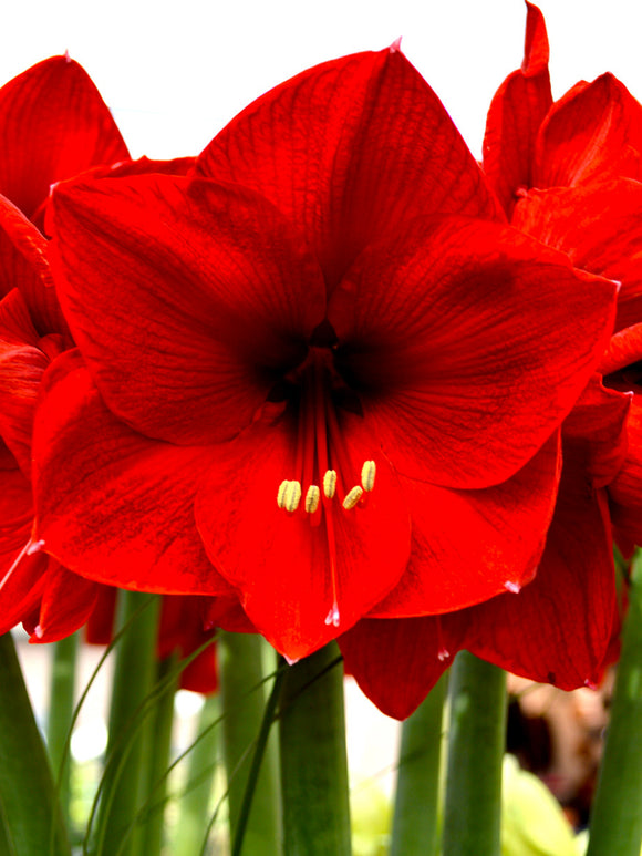 Amaryllis Red Lion schnell und günstig online kaufen