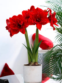 Gefüllte Amaryllis Rote Nymphe