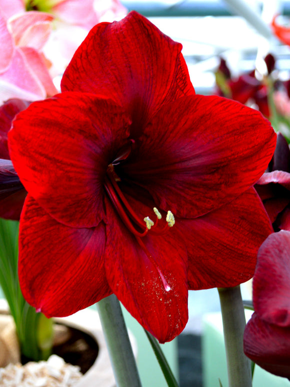 Amaryllis „Royal Velvet“ dunkel rot