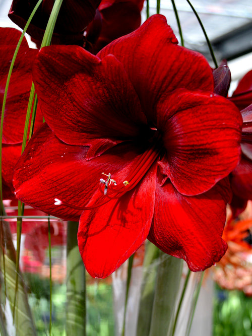 Amaryllis Royal Velvet (Hippeastrum)