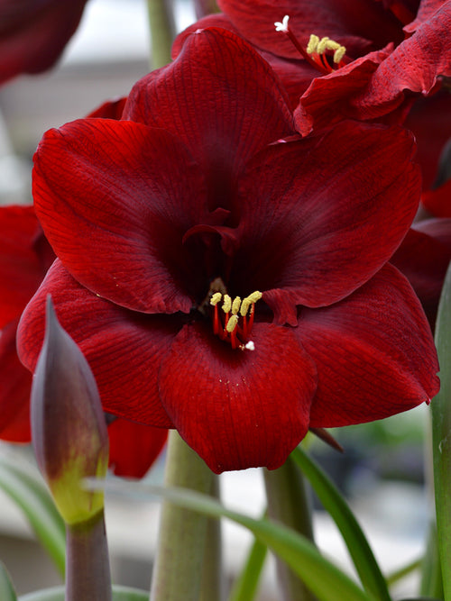 Amaryllis „Royal Velvet“ dunkel rot bestellen