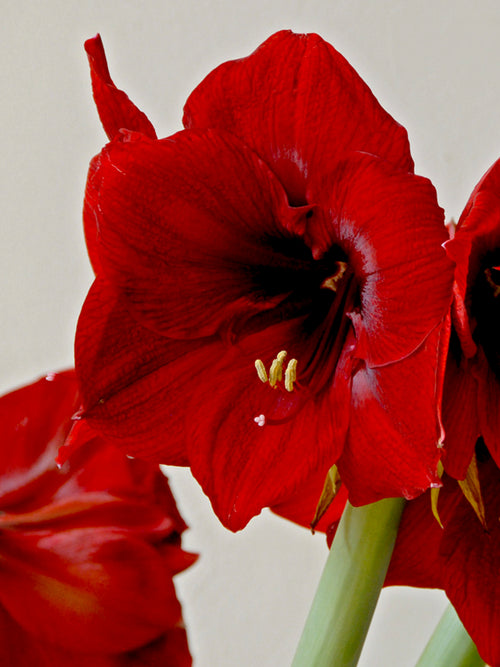 Amaryllis Royal Velvet