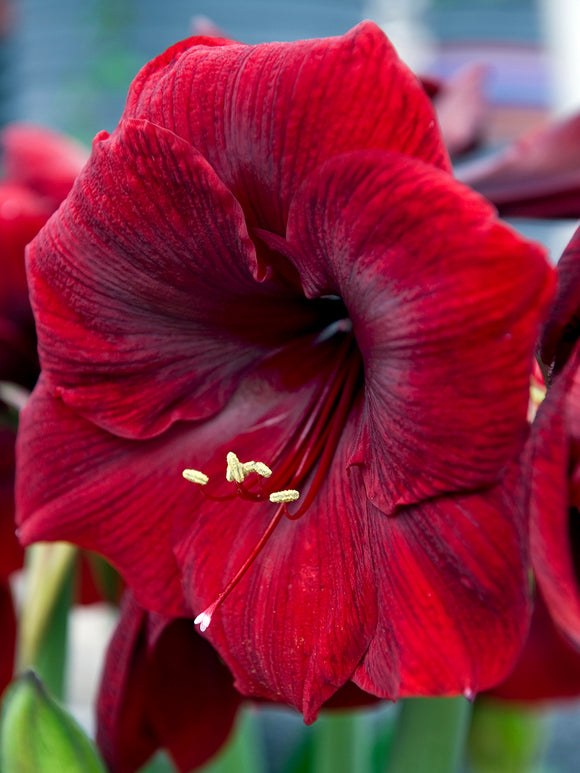 Amaryllis Royal Velvet schnell und günstig online kaufen