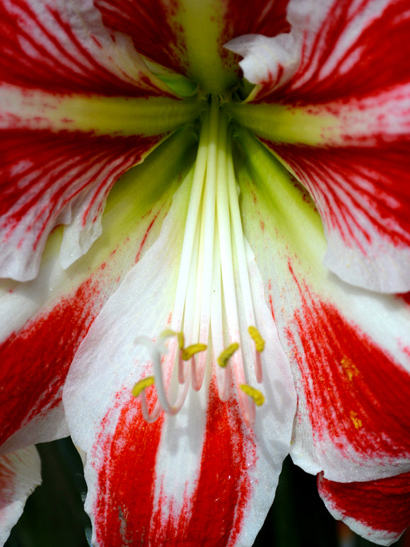 Rote und weiße Amaryllis-Zwiebeln