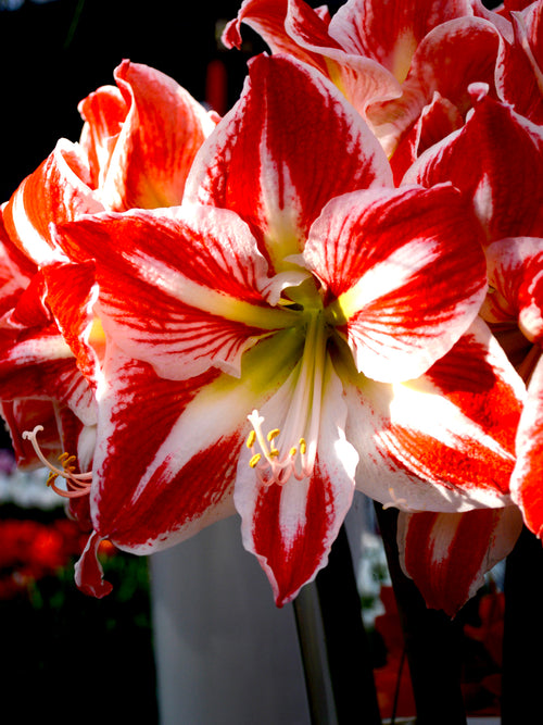 Amaryllis Spartacus Zwiebeln