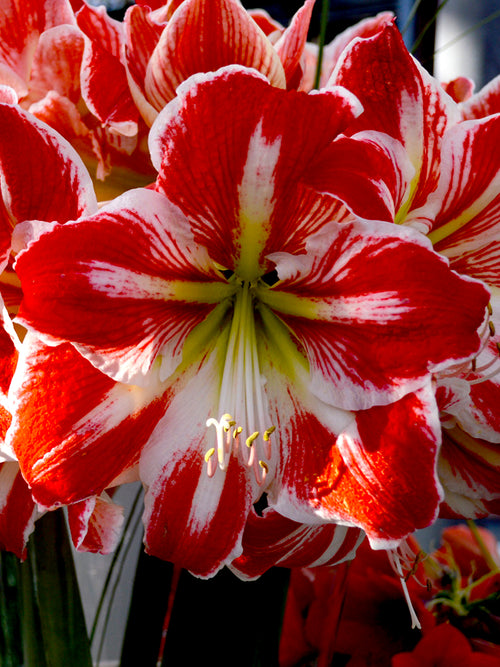 Amaryllis Spartacus Blumenzwiebeln