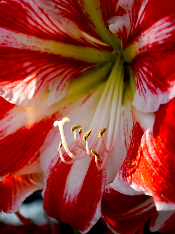 Rote und weiße Amaryllis-Zwiebeln