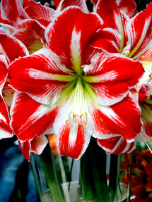 Amaryllis Spartacus