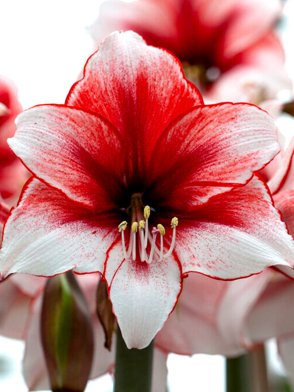 Amaryllis Temptation Blumenzwiebeln