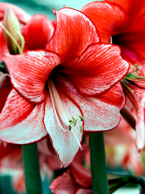 Hippeastrum Amaryllis Temptation