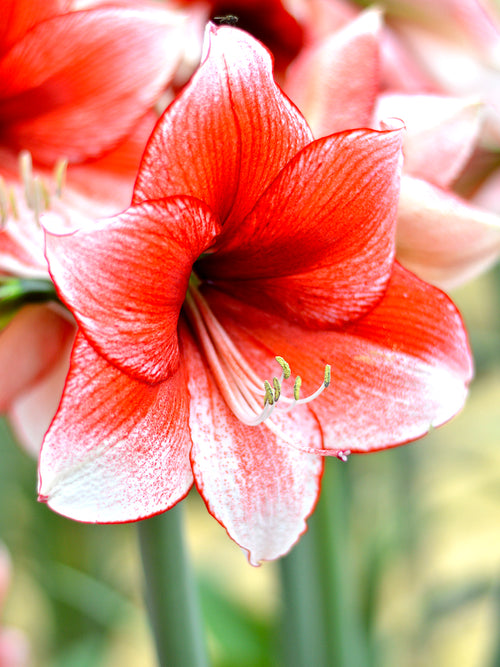 Amaryllis Temptation