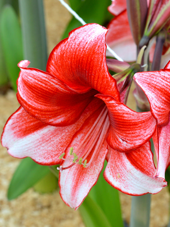 rote und weiße Amaryllis Temptation