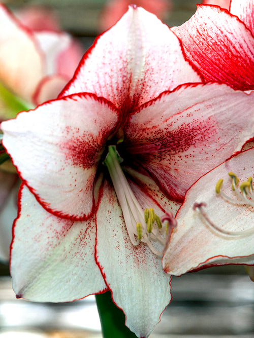 rote und weiße Amaryllis